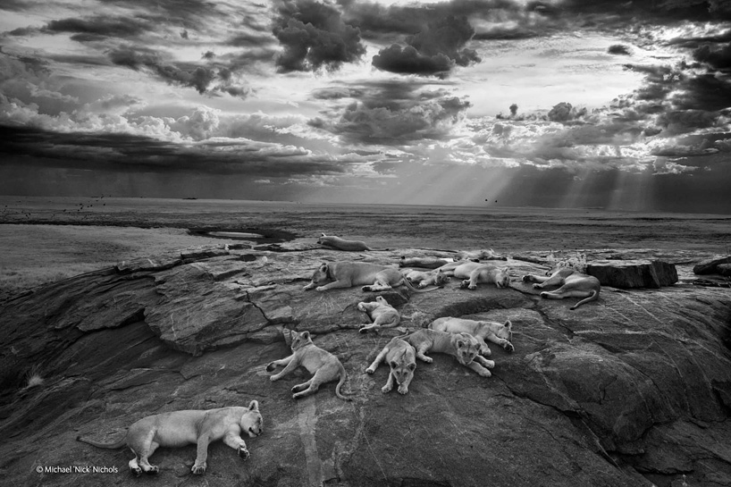 wildlife-photographer-of-the-year-2014-02
