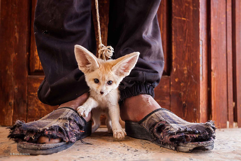 wildlife-photographer-of-the-year-2014-02