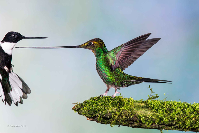 wildlife-photographer-of-the-year-2014-02
